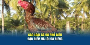 Các Loại Gà Đá Phổ Biến - Đặc Điểm Và Lối Đá Riêng