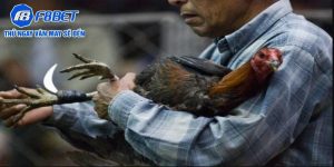 đá gà cựa sắt
